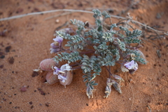 Astragalus striatiflorus
