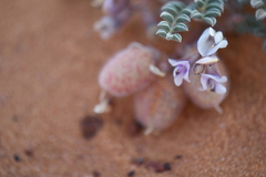 Astragalus striatiflorus