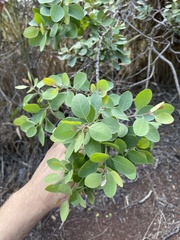 Santalum ellipticum