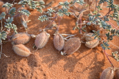 Astragalus striatiflorus