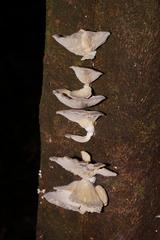 Omphalotus nidiformis image