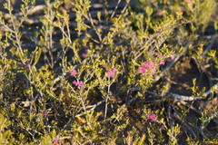 Melaleuca wilsonii