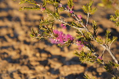 Melaleuca wilsonii