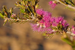 Melaleuca wilsonii