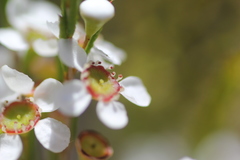 Leptospermum coriaceum