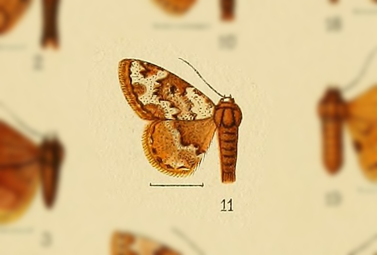 Enispa lichenostola