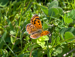 Lycaena ottomanus