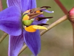 Dianella longifolia longifolia