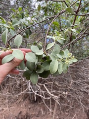 Santalum ellipticum
