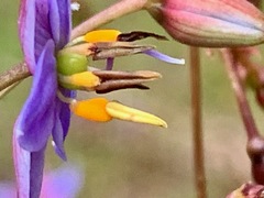 Dianella longifolia longifolia