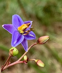 Dianella longifolia longifolia