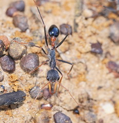 Myrmecia rufinodis
