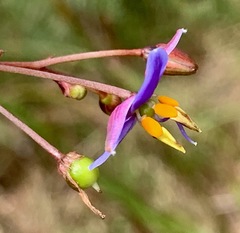 Dianella longifolia longifolia