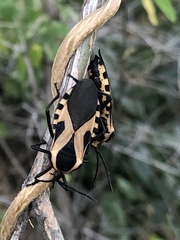 Sephina vinula
