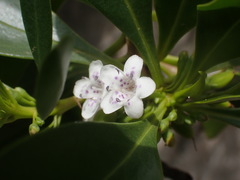 Myoporum crassifolium