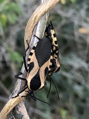 Sephina vinula