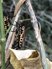 Sephina vinula