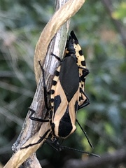 Sephina vinula