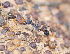 Myrmecia rufinodis