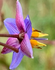 Dianella longifolia longifolia