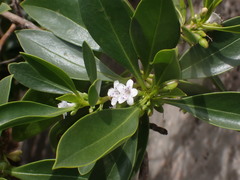 Myoporum crassifolium