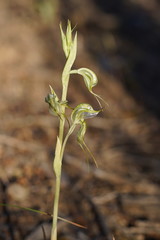 Pterostylis planulata