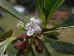 Myoporum crassifolium