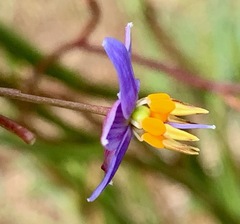 Dianella longifolia longifolia