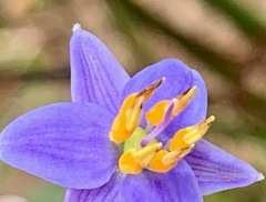Dianella longifolia longifolia