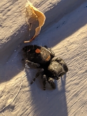 Phidippus audax
