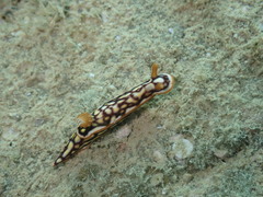 Hypselodoris jacksoni