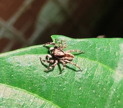 Menemerus bivittatus