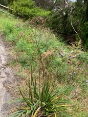Dianella longifolia longifolia