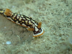 Hypselodoris jacksoni
