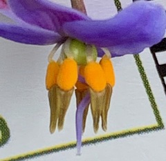 Dianella longifolia longifolia