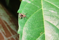 Menemerus bivittatus