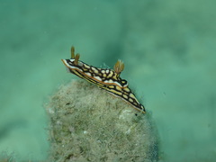 Hypselodoris jacksoni