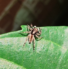 Menemerus bivittatus