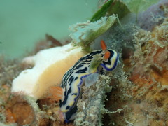 Hypselodoris maritima