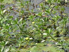 Ludwigia taiwanensis