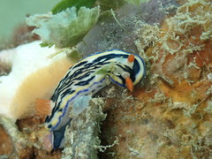 Hypselodoris maritima