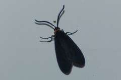 Acoloithus falsarius