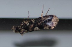 Scardiinae