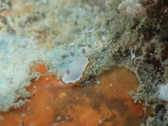 Goniobranchus rubrocornutus