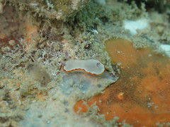 Goniobranchus rubrocornutus