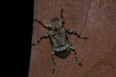 Leptostylus transversus