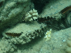 Atrina vexillum