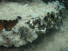 Atrina vexillum