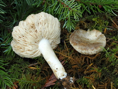 Lactarius pallidiolivaceus