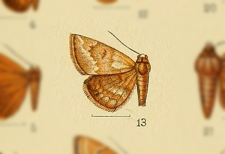 Enispa leucogramma